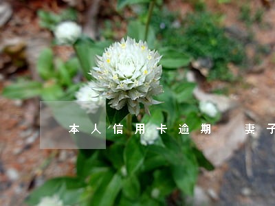 本人信用卡逾期 妻子买房 本人信用卡逾期 妻子买房